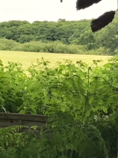 view from the Shepherds hut