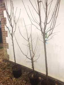 Fruit trees to be planted in mini orchard