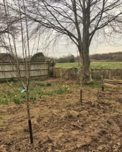 Planting fruit trees in the spring a mini orchard