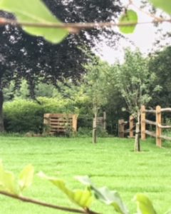 A mini fruit tree orchard