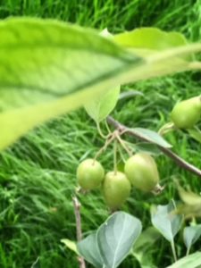 crabapple tree in mini orchard