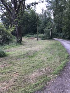 front garden after removal of nettles