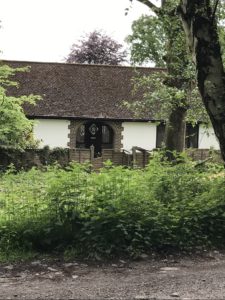 oak trees in front garden after thinning