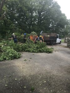 Tree surgeons felling oaks in front garden