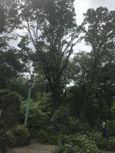 Tree surgeons felling oaks in front garden