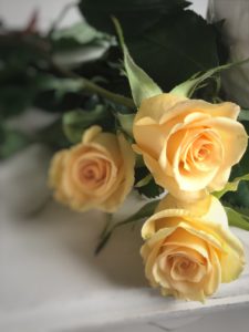 yellow rose display for room decor