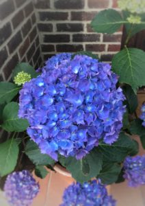 flower design using blue hydrangea flowers