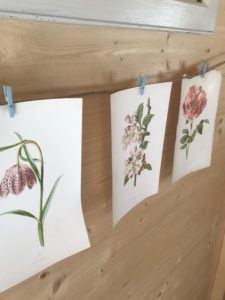 Botanical prints in Shepherds Hut