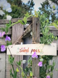 homemade signs hanging in sweet peas in the garden