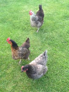 three chickens in cottage garden of last home to renovate