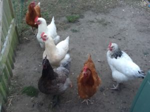 six chickens in cottage garden of last home to renovate