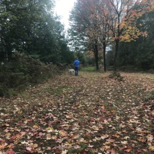 foraging for autumn decor for halloween decoration ideas