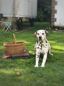 Dalmatian in garden with basket and picnic rug