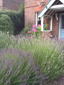 last home to renovate with lavender