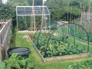 vegetable garden and greenhouse