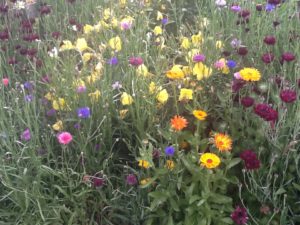 wildflowers in cottage garden of last home to renovate