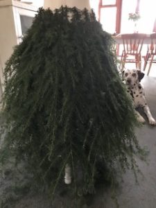 Fir tree branches create mannequin skirt for christmas decor