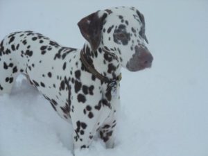 liver spot dalmatian in snow