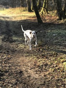 liverspot dalmatian in woodland