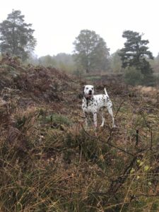 liverspot dalmatian in woodland