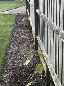 newly planted fig trees in new year along wooden fence