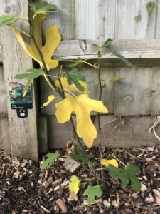 newly planted fig trees along wooden fence