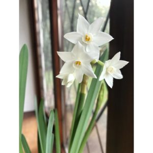 indoor spring bulbs paper whites