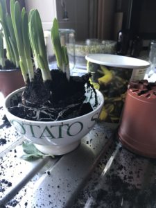 spring bulb planting in emma bridgewater soup bowl