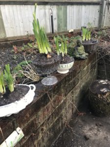 various vintage containers planted with spring bulbs