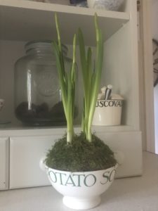 emma bridgewater soup bowl with spring bulbs