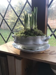 spring bulbs in white vintage tureen