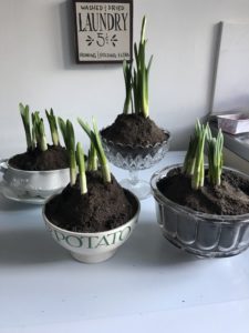 various vintage containers planted with spring bulbs