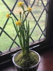 spring bulbs in vintage glass jelly mould