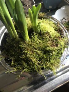 spring bulbs with moss to aid water retention