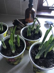 daffodil spring bulbs in cardboard containers