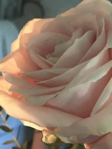 beautiful pale pink rose head