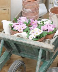 primroses in terracotta pots in wheel barrows at spring fair