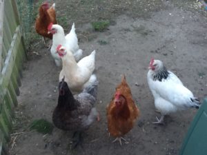 six hens on scratched ground in vegetable garden