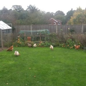 six chickens on lawn in vegetable garden