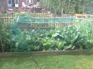 cottage vegetable garden with netted veggies