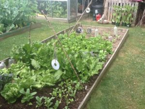 growing vegetables in vegetable garden