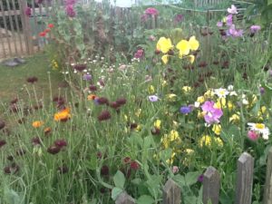 wildflower garden