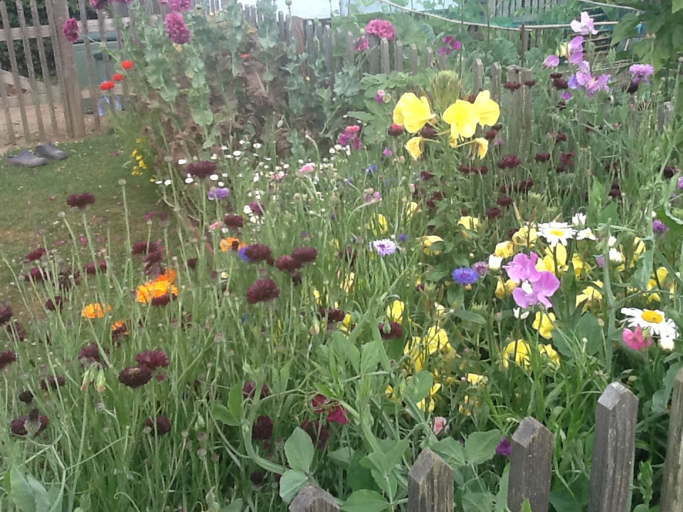 summer wildflowers