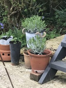 vintage and new pots in wildflower garden