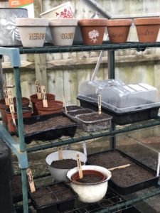 seed pots and containers on shelves in greenhouse in vegetable garden