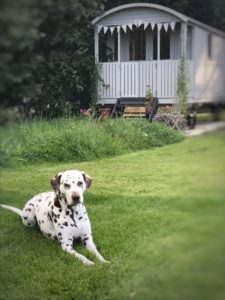 liver spot dalmatian on grass in front of shepherds hut with bunting in summer in thank you blog post