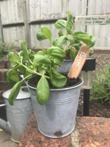 zinc plant container with basil and plant marker for garden tray