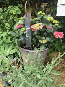 zinc bucket and Belle plant marker with hydrangea in thank you blog post