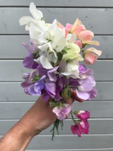 sweetpeas from cut flower garden for floral decor