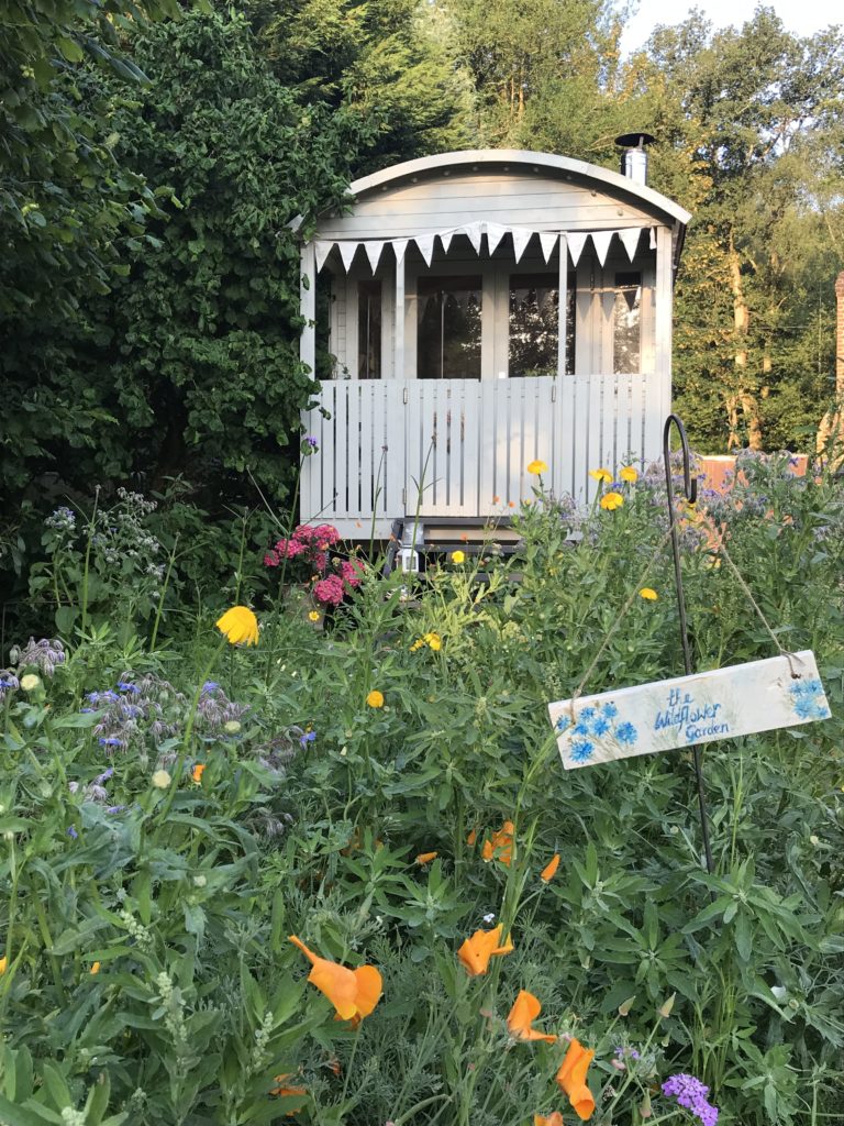 wildflower garden and Belle 3 768x1024 - Beautiful Belle and The Cottage Garden - Part One